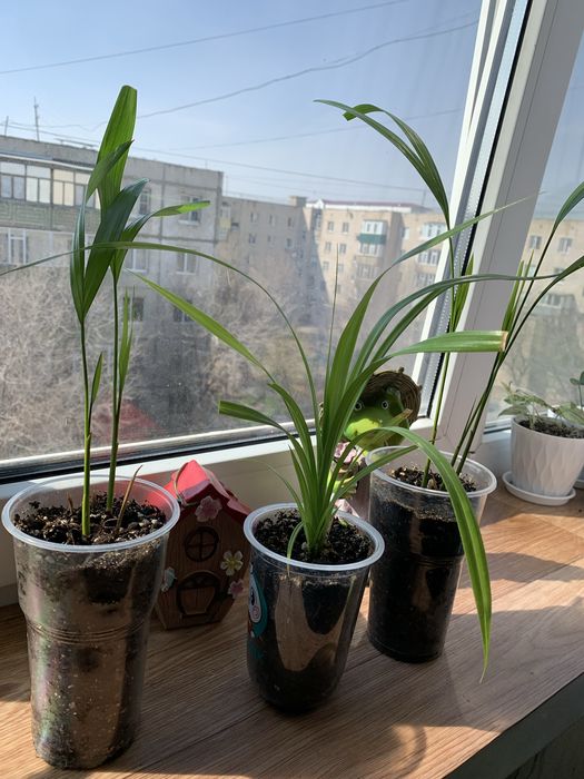 Продам укорененные ростки