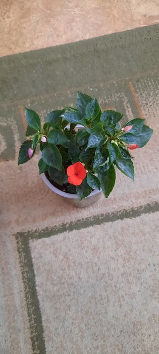 Комнатные цветы красивые