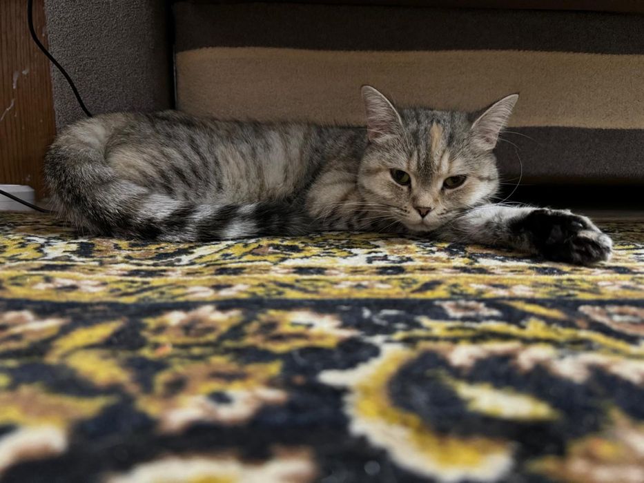 Продам шотландскую