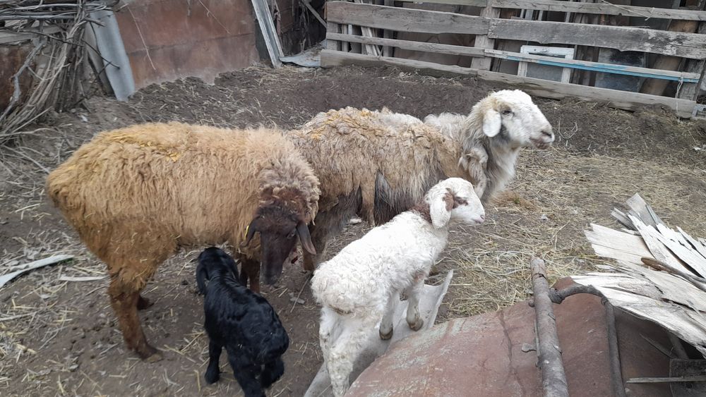 козылы койлар сатылады