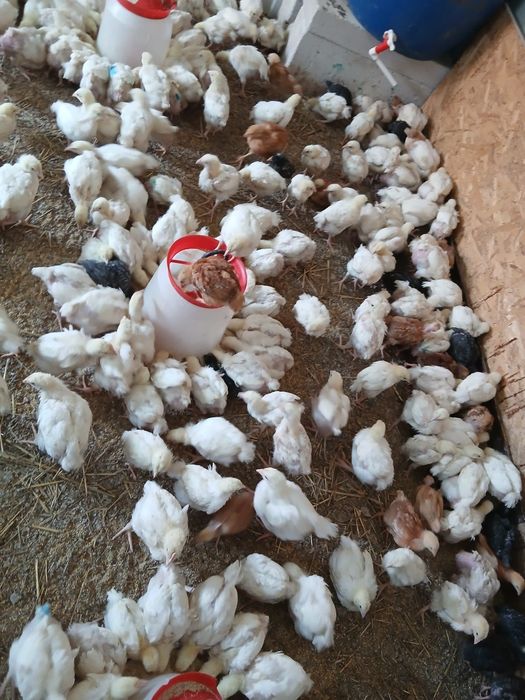 Pui de carne, rasa mixta si curci