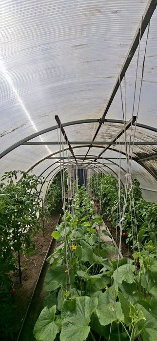 Продам теплицу 8 на 3 м