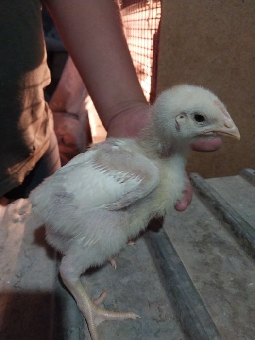 Циплята 1 2 месяца