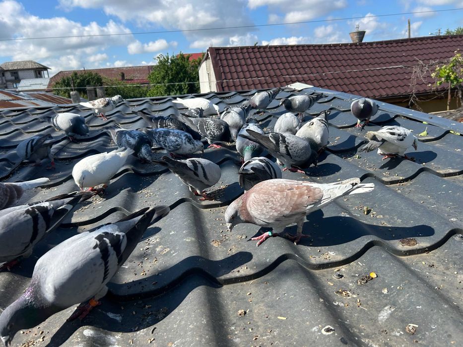 Porumbei  Voiajori  inclusiv   pui vand pe   toti 30   bucati