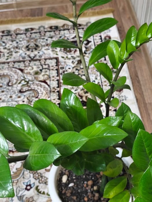 Крупный замиокулькас (долларовое дерево)