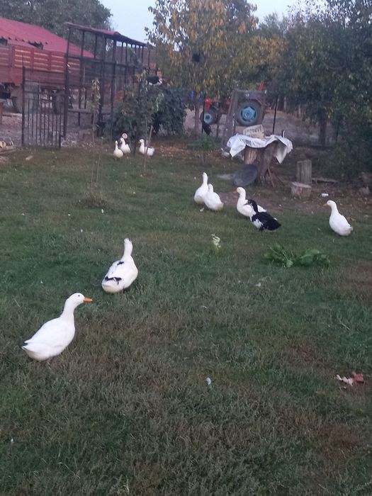 Vând rate și gascani