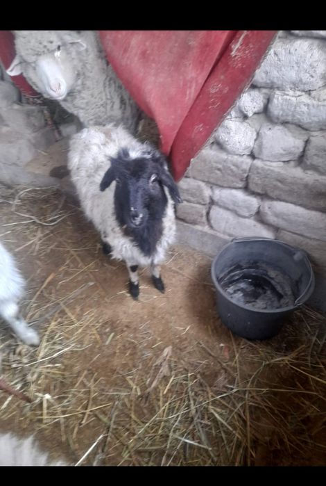 Продам токты , продам