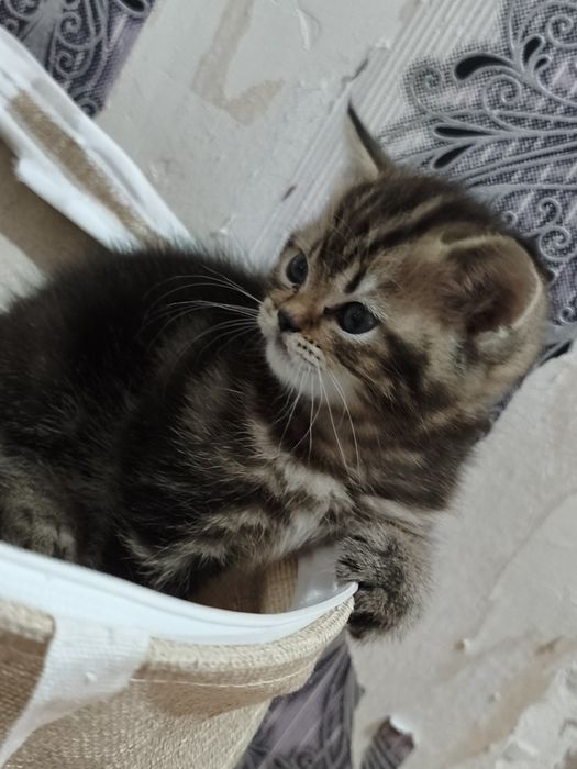Шотладскии котенок мальчик