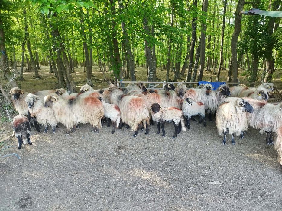 Vând oii și miei. Detali la nr. de tel