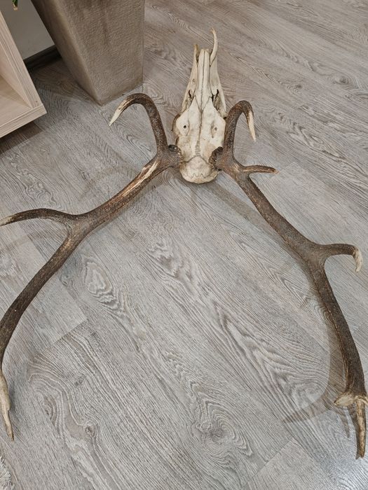 Vând Trofeu cerb