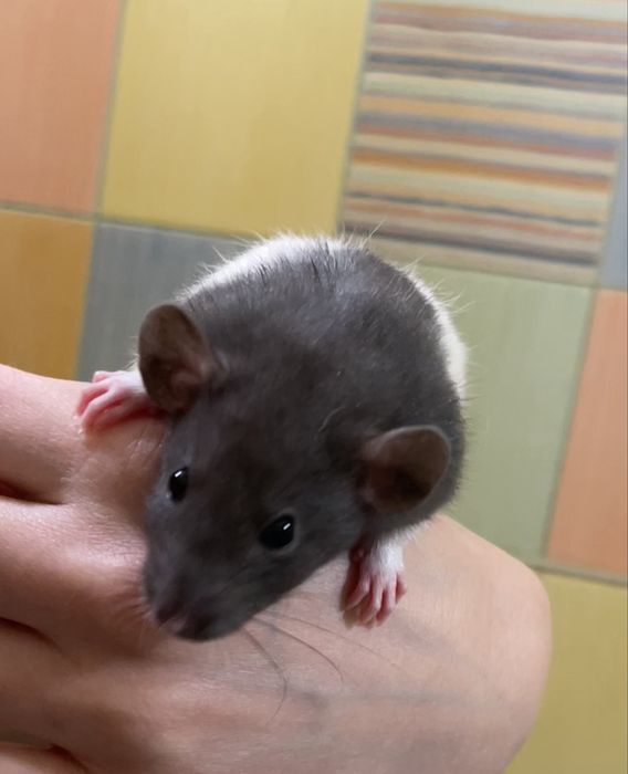 Продам ручных крысят