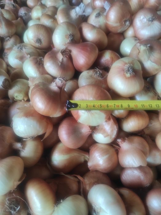 Лук Лясковец/Лясковски 58