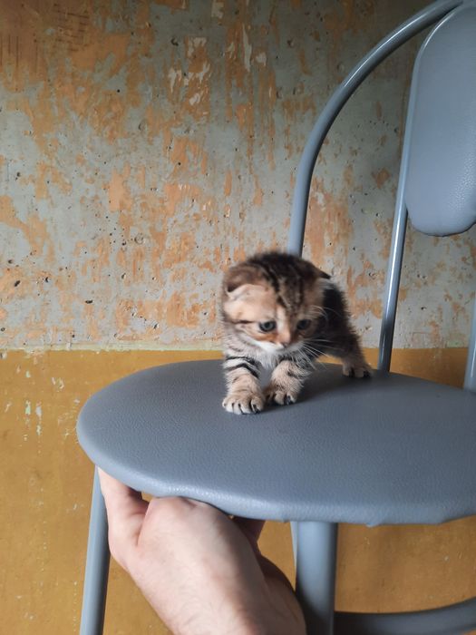 Продам вислоухих котят