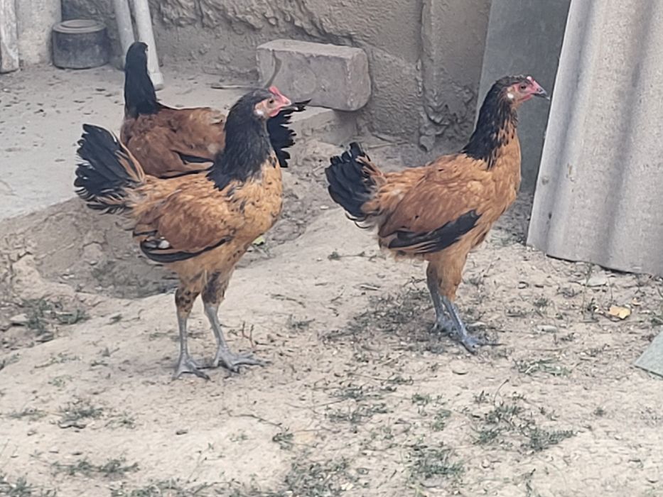 Куры породы форверк