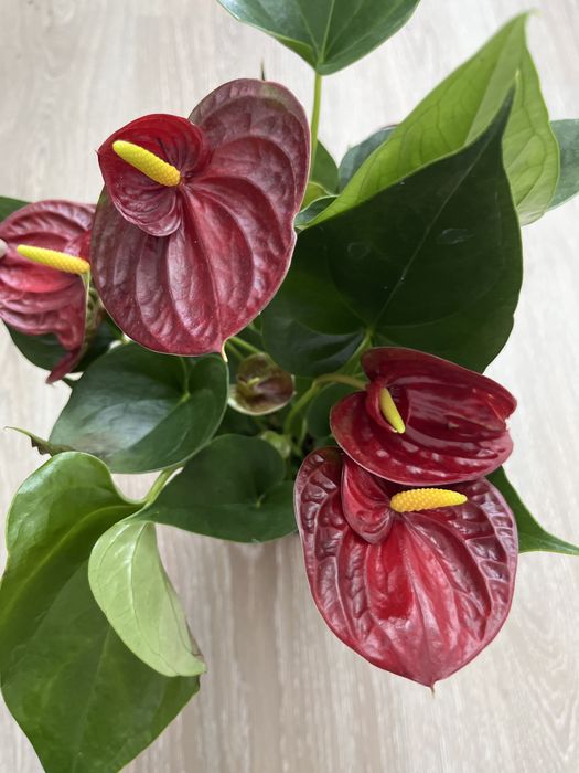 Комнатные растения