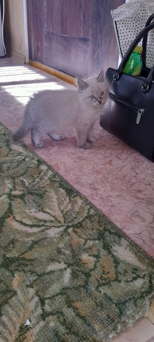 Котята,приученные