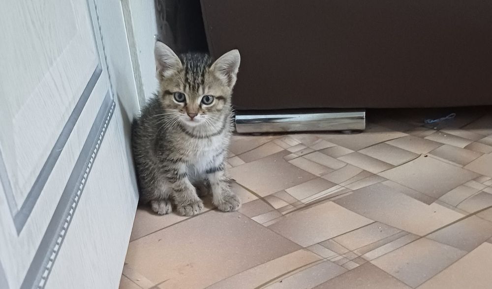 Продам котят британцев