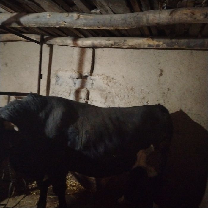 Mol sotiladi narxi kelishilgan xilda Toshkent viloyat