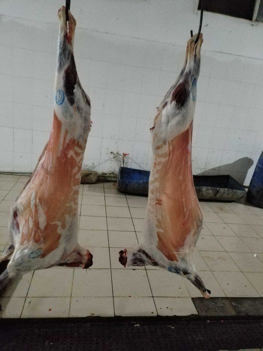 Семіз қой сойып өлшеп береміз