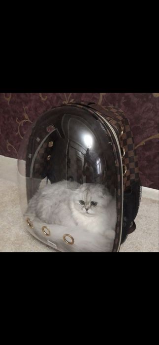 Кошка, хайленд фолд, шиншилла биколорная