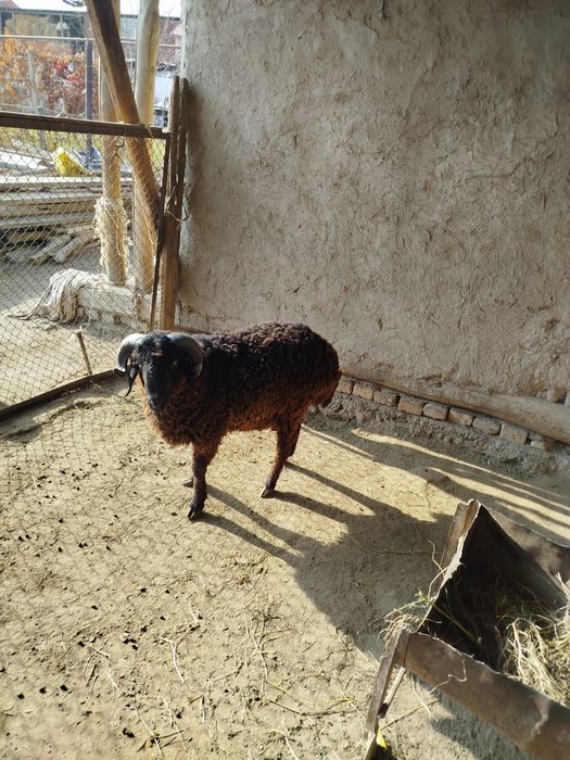 Куй сотилади 17 кг