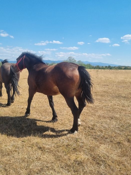 Manză de 2 ani de vânzare!