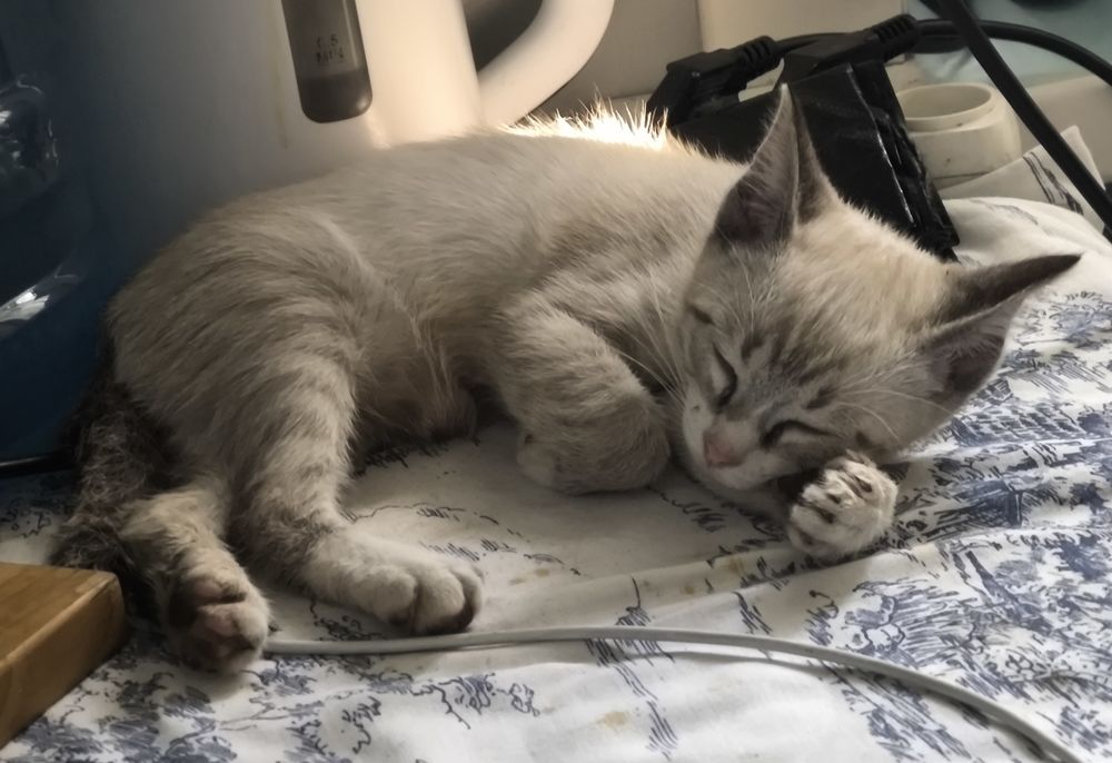 Тайский котёнок ищет дом!