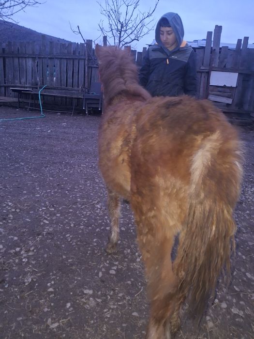 Vând poneita talie mare