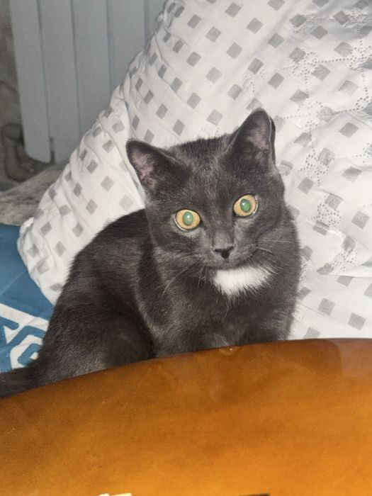 Кошка породистая