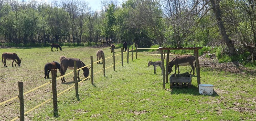 Магарешко мляко 20лв