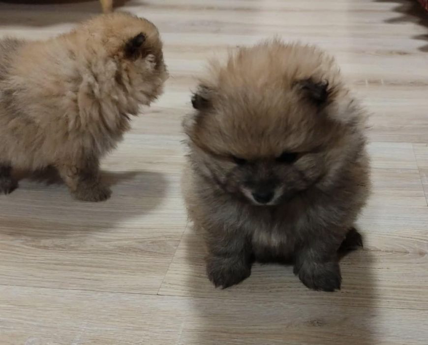 Продавам померан