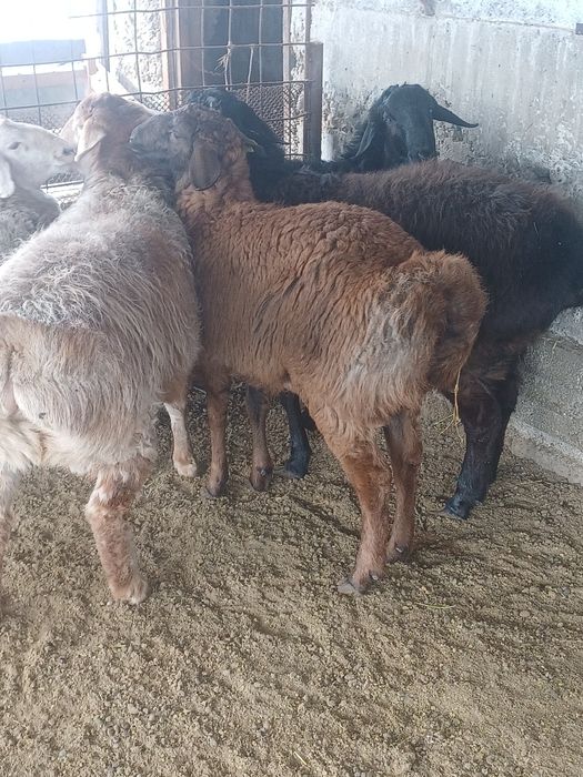 Гиссар тоқты қошқар