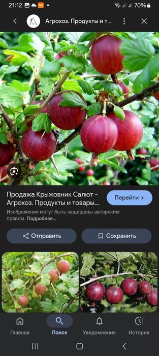 Продам домашнии саженцы