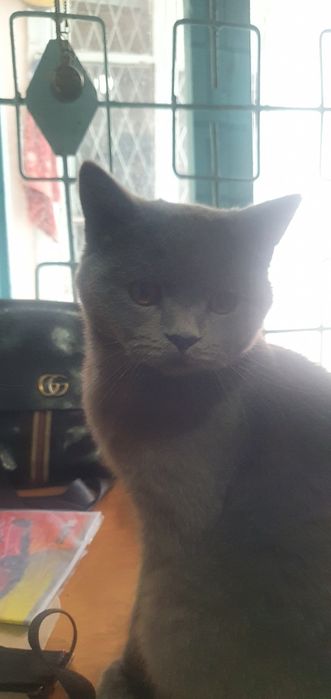 Siyamiski zottor mushik