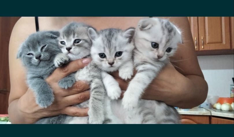 Вязка шатландец вислоухий