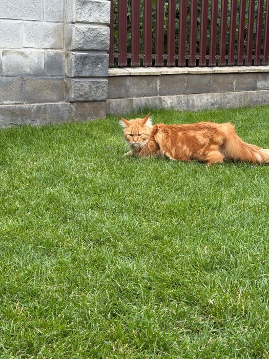 Кот Мейн-Кун  Вязка