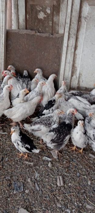 Цыплята мясо яичной породы