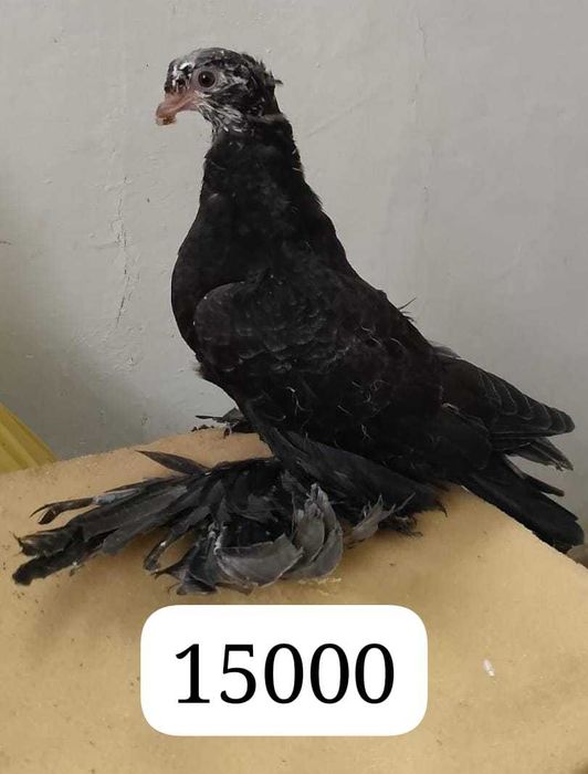 Продам молодых голубей