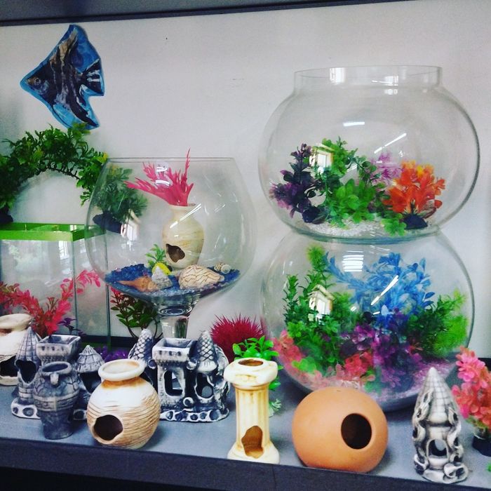 Рыбки в Афалине.АльФараби Навои