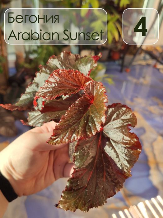 Бегония аравийский закат (Arabian Sunset)