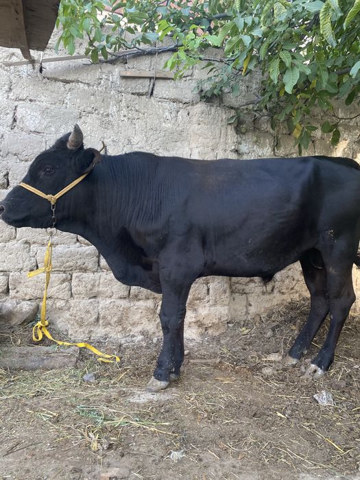 Boqma Buqa sotiladi