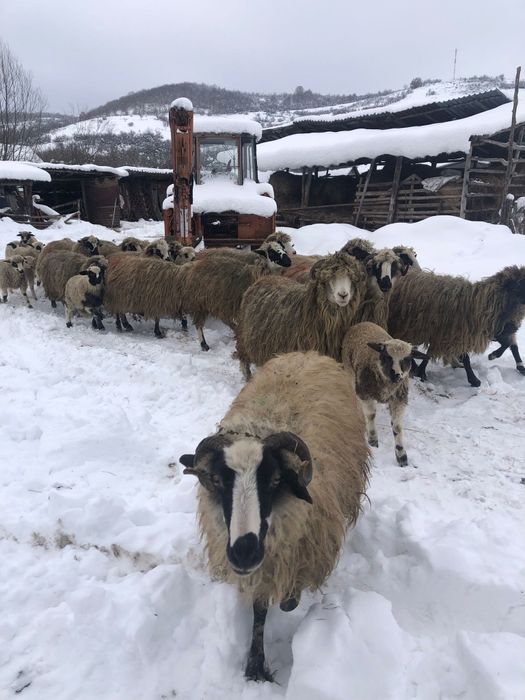 Vând oi breze cu miei  și  deafata