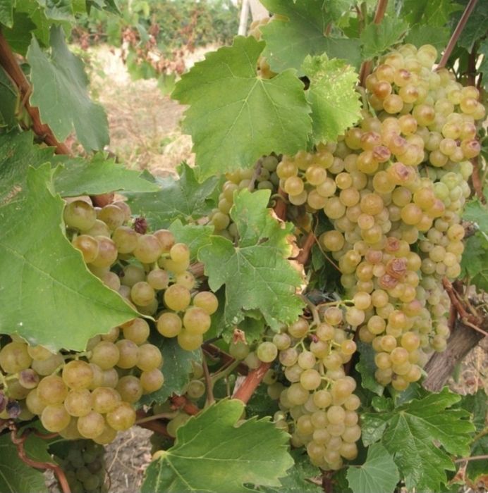 Butasi vita de vie parafinati