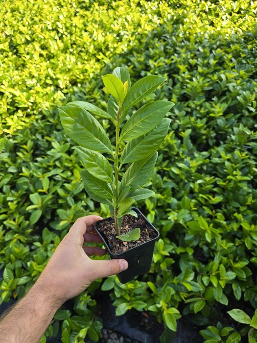 Laur Englezesc - NOVITA - Aclimatizat - prunus laurocerasus