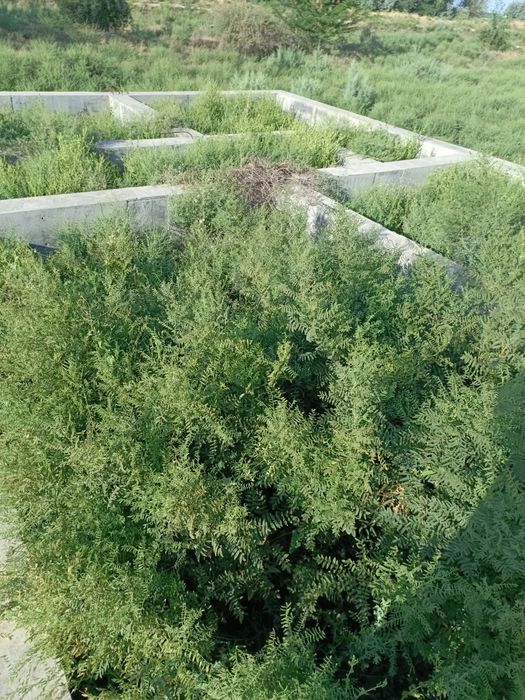 Участка сотилади каробчида 6сотихли фундаменти билан