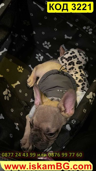 Седалка за куче за кола | Столче за автомобил за малки кучета кучешка