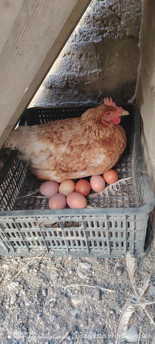 Домашние куриные яйца