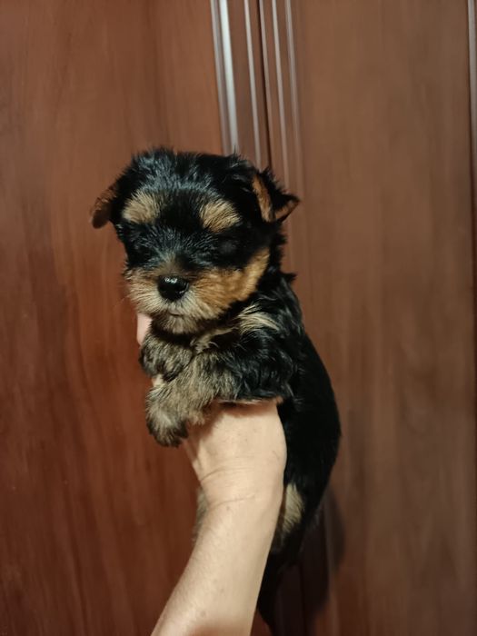 Кукольные йорки щенки