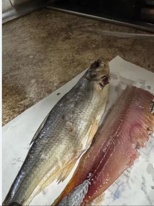 Рыба--- ребец, малосоленная