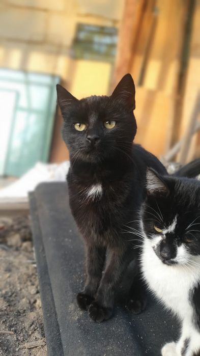 Donez pisici, pisicute